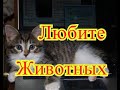 Позитив. Забавные кошки. Создай себе хорошее настроение