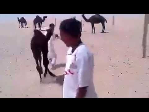 حوار الجمل يطرد الولد عن امه
