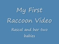 My First Raccoon Video