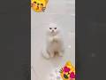 Cute Cat 😼#music #dance