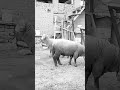 #anime #sheepbreeding #homesheephome #lifeisbutadream #farming