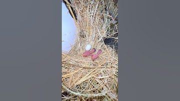 Java finch eggs start hatching