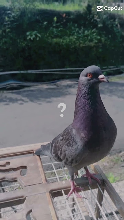 Download lagu MERPATI KOLONG INDONESIA #merpatiku #burungdara #merpatikolong #merpatibalap #merpatijuara #shorts