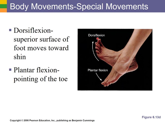 Dorsiflexion, Plantar Flexion, Inversion, and Eversion 