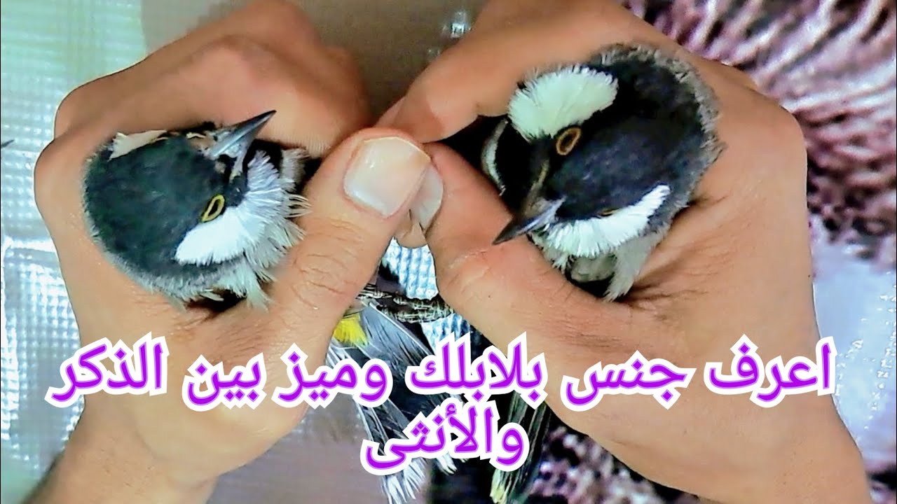 اعرف جنس بلابلك وميز بين الذكر والأنثى