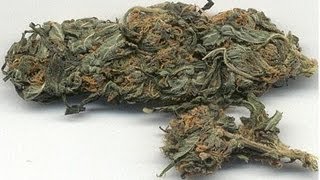 D-Bomb - Marihuana