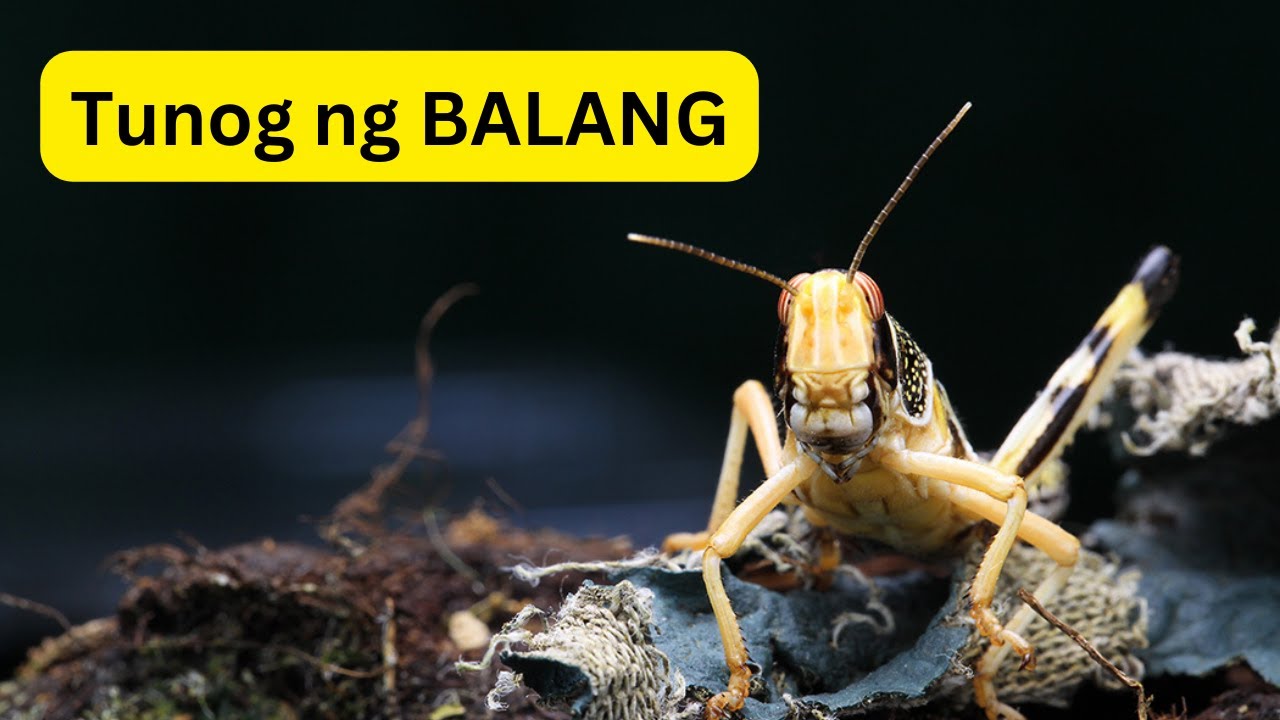 Tunog ng BALANG | Sound of LOCUST Tunog ng BALANG | Sound of LOCUST