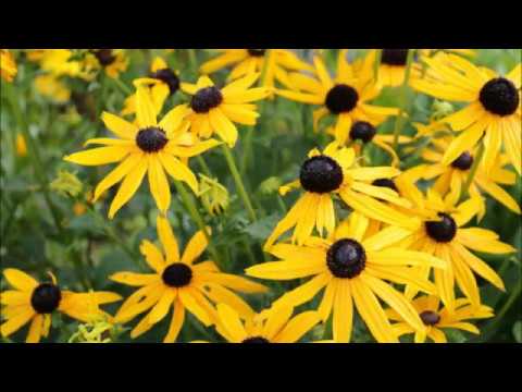 3 Flower Photography