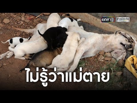 แม่หมาโดนวางยาเบื่อ ลูกนอนดูดนมไม่รู้ว่าแม่จากไปแล้ว | ข่าวช่องวัน