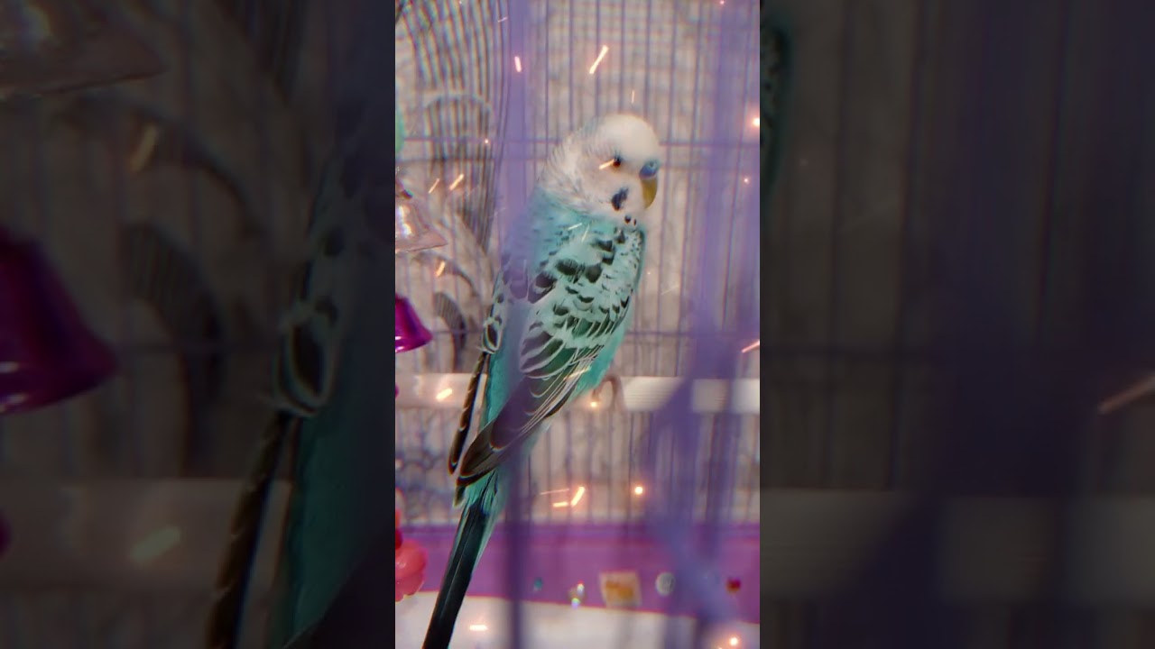 Наши птички: НастЯ 💓 Кеша; Кеша😔погибший, Гоша. 🩷🩵🩵🩵