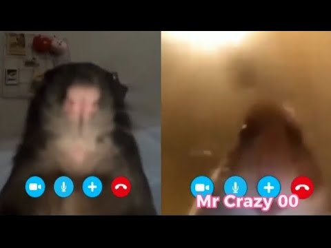 rat-calling-hamster.mp4 #rat #calling #skype #memes