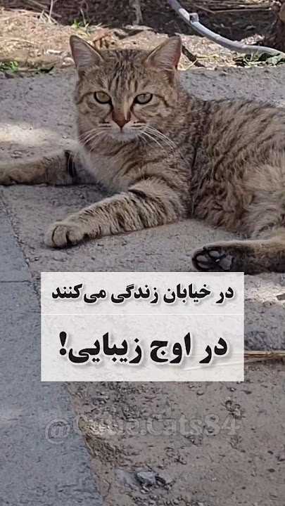 Stray cats are so beautiful! #گربه #cat#kitten #cutiecats #cutiecats84#catlovers #kittycat#lovelycat
