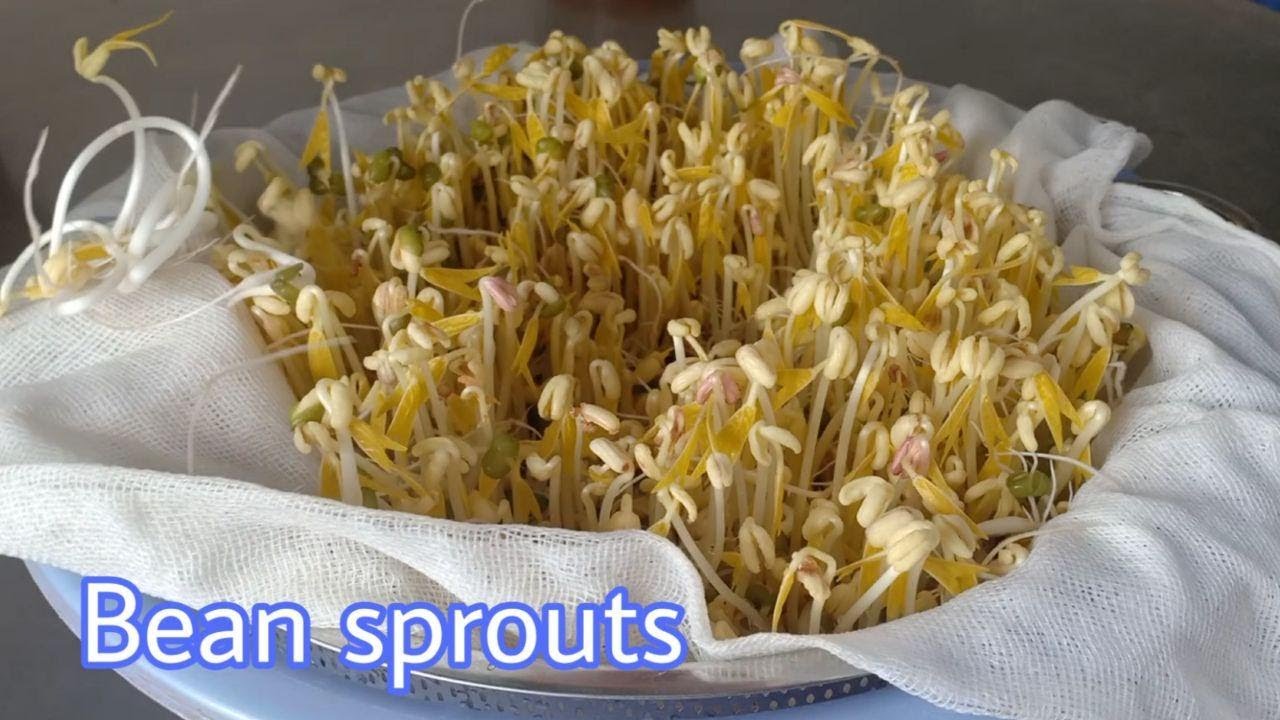 How to Grow Bean Sprouts / How I grow green bean sprouts at home / by NY SOKHOM YouTube