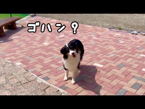 まだ帰りたくない犬  