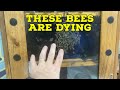 Beekeeping 101 potentially the most important youll ever watch