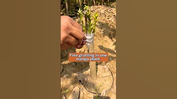 Five grafting in one mango plant. #youtubeshorts #ytshorts #grafting #indian_nursery_tips