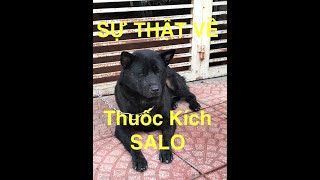 Sự thật về thuốc Hormone kích Salo ở chó mông cộc