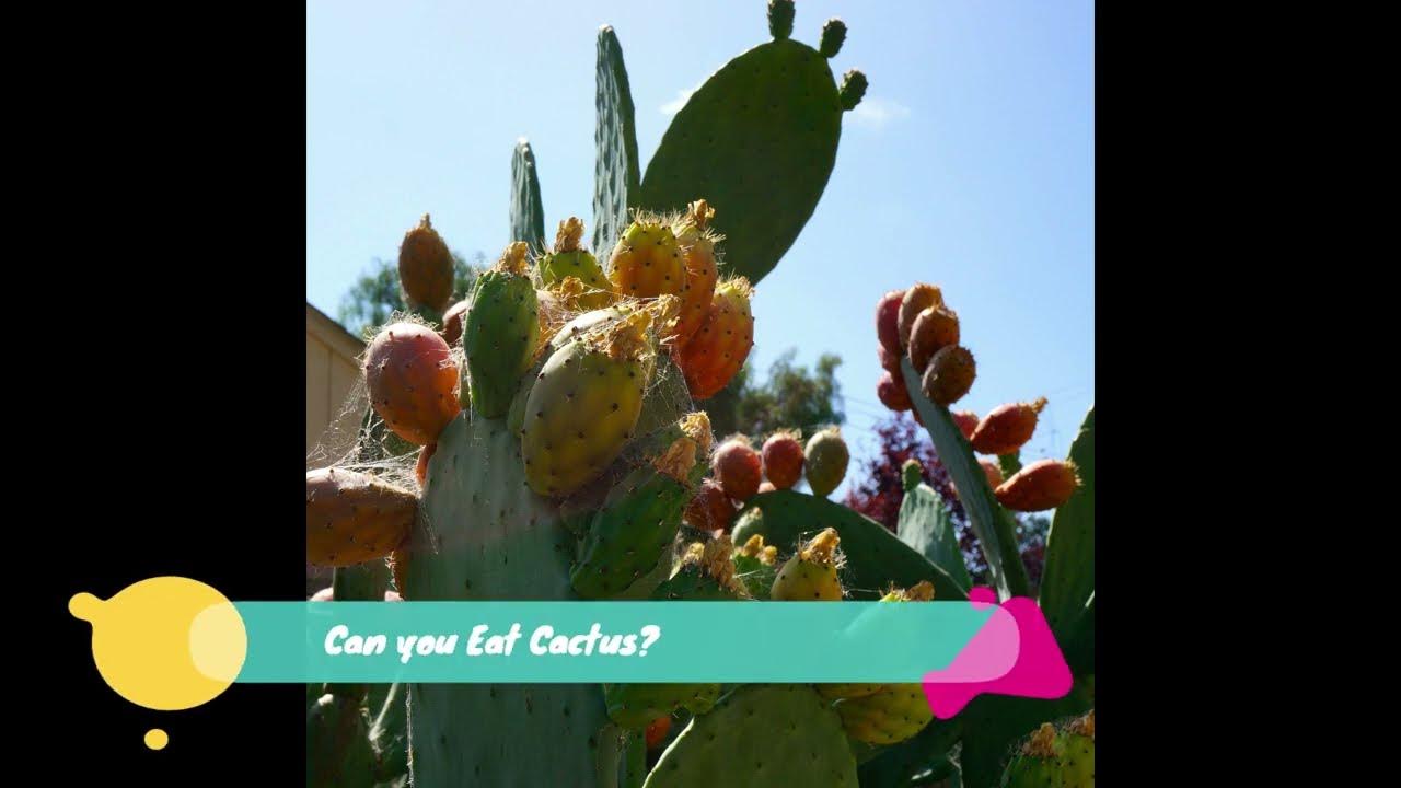 Can You Eat Cactus? Which are Edible and What Does It Taste Like