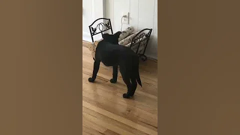New puppy