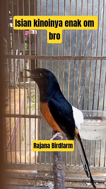 Muraibatu isian kinoi mantap #rajanabirdfarm #pancinganmuraibatu #masteranmuraibatu #muraibatu