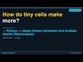 Fission — binary fission (Amoeba) and multiple fission (Plasmodium) | CBSE Class 9 Biology | Synapse