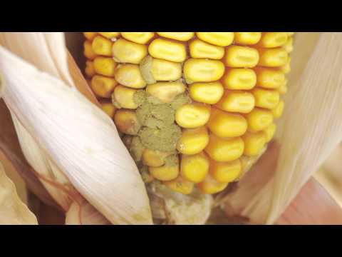 Video: Informacija apie kukurūzų ausų puvinį – sužinokite apie įprastas kukurūzų ausų puvinio ligas