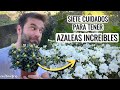 7 CUIDADOS para tener AZALEAS INCREÍBLES: más flores y más duraderas || en20metros