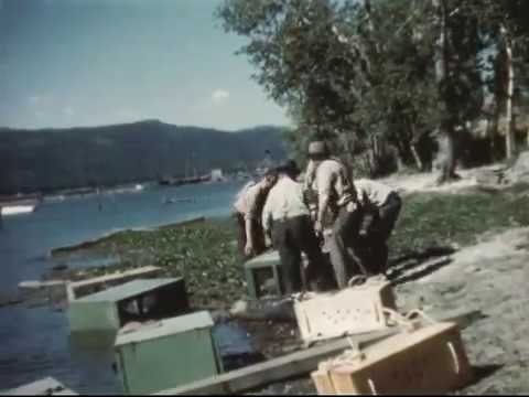 Parachuting beavers. Video courtesy of  Idaho Department of Fish and Game