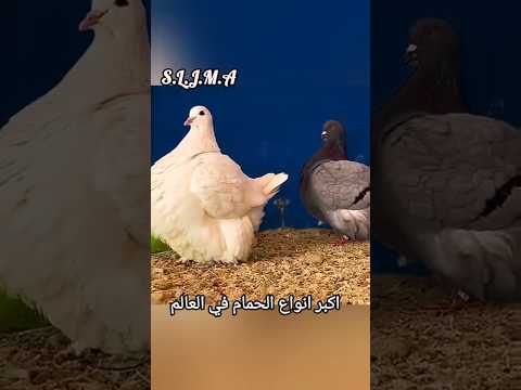 هل شاهدته من قبل اكبر انواع الحمام في العالم اكسبلور