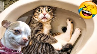 Funny Moments of Cats and dog | Funny Video Compilation - Fails Of The Week #6