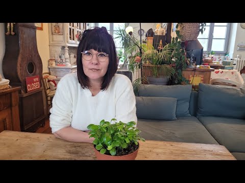 Vidéo: Calla Lily Turning Yellow - Comment traiter les feuilles jaunes des lys calla