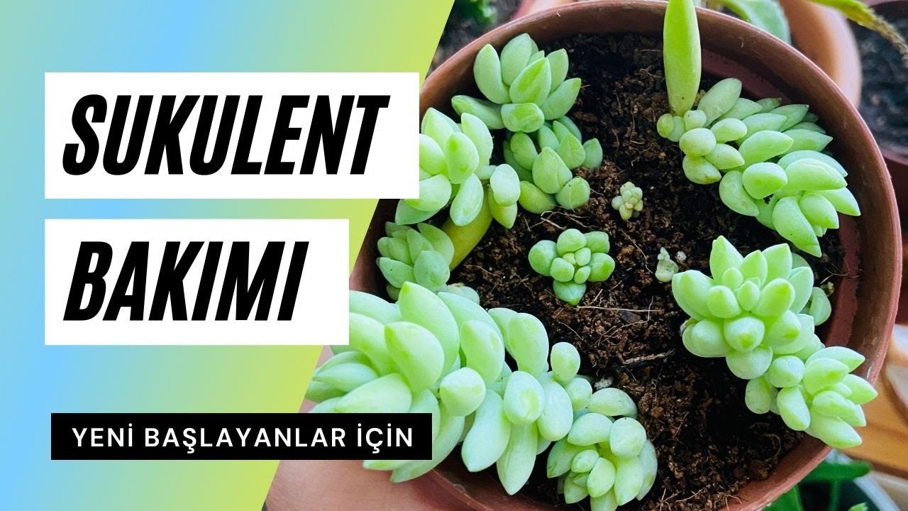 Yeni Baslayanlar Icin Sukulent Bakimi Sulama Un Biti Saksi Degisimi Youtube