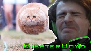 I FAILED MISERABLY! | Try Not To Laugh: Cat Edition