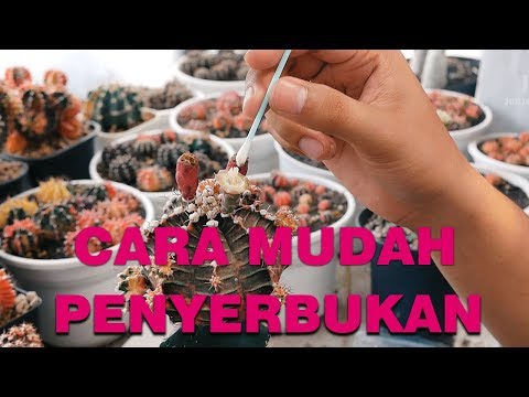 Video: Penyebaran Kaktus Oleh Biji