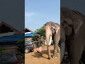 ഇവനെ കാണാൻ എങ്ങിനെ ഉണ്ട് | Cherpulasseri Ananthapadmanabhan Elephant #shorts #shortvideo #elephant