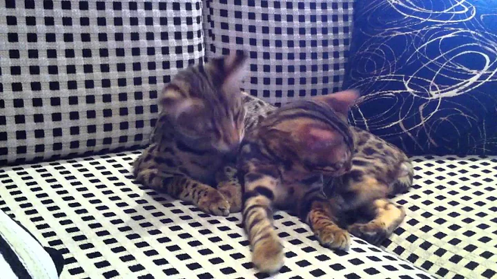 Video 2103841: bengal savannah kitten, f1 savannah kitten, bengal kittens love