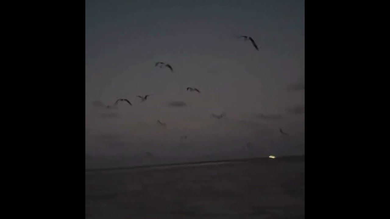 Watch "Las olas del mar y las aves en el cielo, un dúo perfecto de libertad y felicidad." on YouTube Watch "Las olas del mar y las aves en el cielo, un dúo perfecto de libertad y felicidad." on YouTube