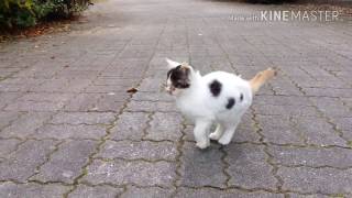 【地域猫】公園で散歩していたら好奇心旺盛な子猫の兄弟、モフモフしたら・・・