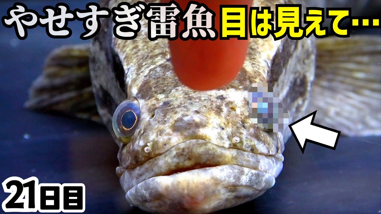 ガリガリのライギョ水槽引越し 初日と比較してみる やせすぎ雷魚21日目 Youtube