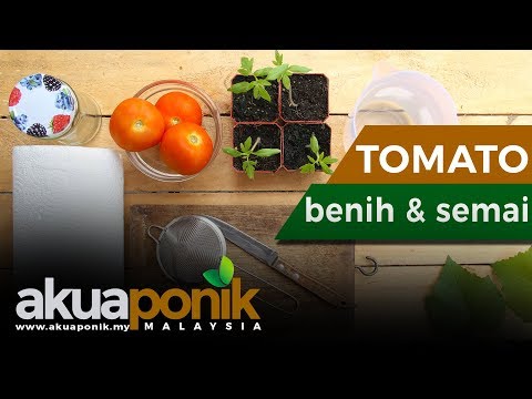 Video: Pelbagai Jenis Varieti Tomato Untuk Penanaman