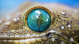 15 Animals With Most Beautiful Eyes In The World screenshot 5