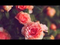 Where The Wild Roses Grow By Aura Dione Lyrics Included Where The Wild Roses Grow By Aura Dione Lyrics Included