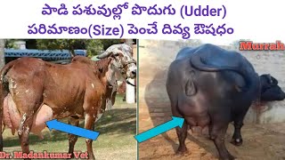 పొదుగు సైజు పెంచడం ఎలా? How to Increase Udder Size in Cows and Buffaloes Telugu | Dr. Madankumar Vet