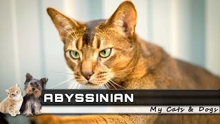 ABYSSINIAN Cat Breed  Overview, Facts, Traits and Price