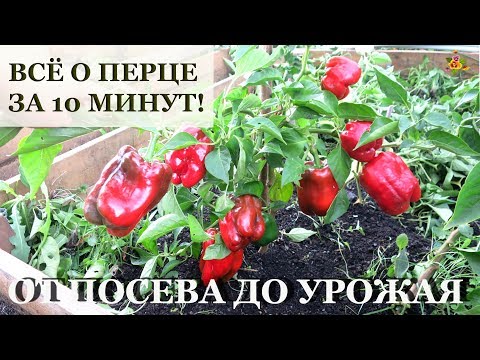 ПЕРЕЦ от посева до урожая ЗА 10 МИНУТ! / Все секреты выращивания перца