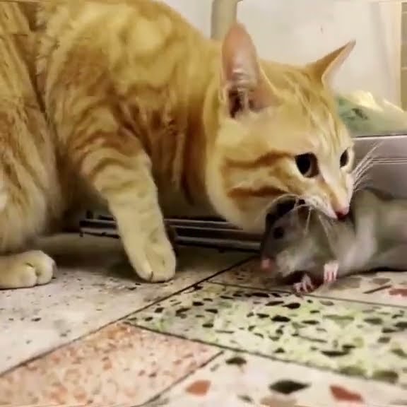 kucing vs tikus