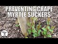 How To Prevent Crape Myrtle Suckers