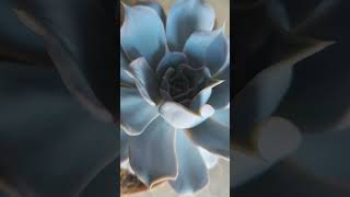 Эхеверия лилацина (Echeveria lilacina) Мой мир суккулентов  Sukkulenten