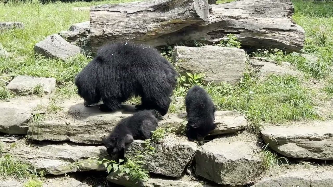 Philadelphia Zoo Debuts Adorable Sloth Bear Cubs