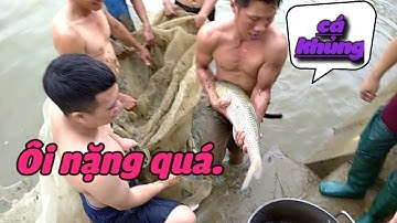 Kéo lưới bắt cá | kéo được nhiều cá | quá khủng | Hoàng Sơn Youtube